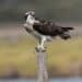 Il falco pescatore ritorna in Maremma