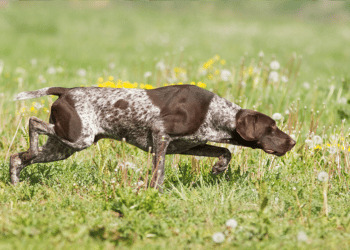 Trofeo Sant’Uberto, a Gorizia un’importante eliminatoria provinciale