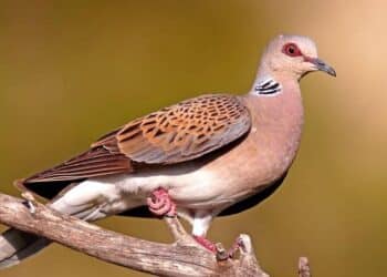 Pre-apertura della caccia alla tortora: alcune considerazioni dell’ufficio studi FIDC