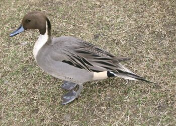 ACMA: “Telemetria satellitare anche negli USA, il codone tra i più studiati”