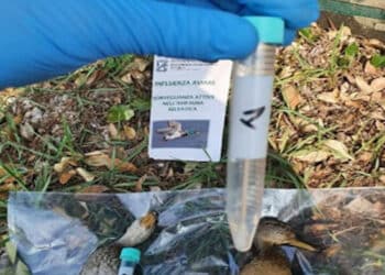 Aviaria in Lombardia, virus individuato grazie a programma di sorveglianza attuato con i cacciatori