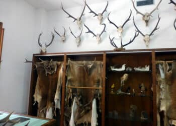 Il CIC e il progetto relativo al cervo sardo