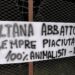 A Padova gli animalisti contro le altane: “Difenderemo i cinghiali”