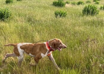 Benelli CADDY: il collare satellitare GPS per cani..