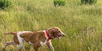 Benelli CADDY: il collare satellitare GPS per cani..