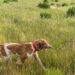 Benelli CADDY: il collare satellitare GPS per cani..