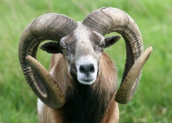Mufloni del Giglio: Arci Caccia chiamata al confronto per rappresentare le ragioni dei cacciatori