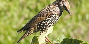 Coldiretti Puglia: “Gli storni fanno razzia di olive, ormai è un’invasione”