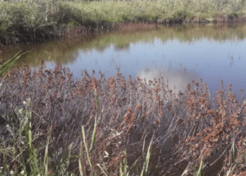 FIDC: “La caccia mantiene la biodiversità, il divieto di caccia la cancella”