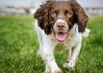Collacchioni, il 3 dicembre la 58ª Coppa Italia con cani da cerca e spaniel