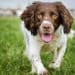 Collacchioni, il 3 dicembre la 58ª Coppa Italia con cani da cerca e spaniel