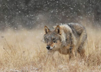 Il futuro delle aree rurali, la posizione del Parlamento Europeo