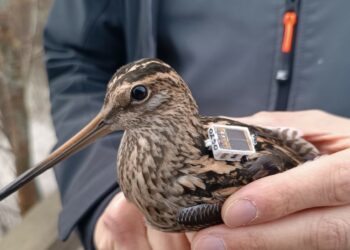 ACMA: “Telemetria satellitare sul beccaccino a un punto di svolta”