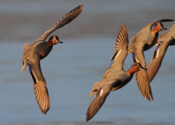 Il TAR Veneto accoglie il ricorso della LAC: anticipata chiusura caccia acquatici