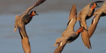 Il TAR Veneto accoglie il ricorso della LAC: anticipata chiusura caccia acquatici