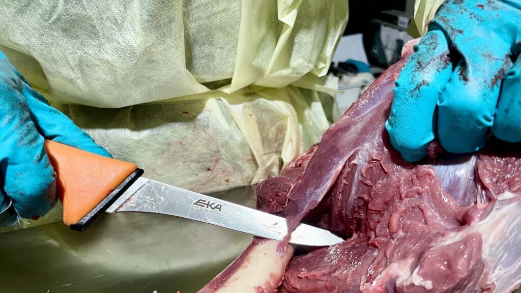 lavorazione carne selvaggina