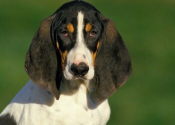 Ariégeois, amatissimo in Francia ma poco conosciuto in Italia