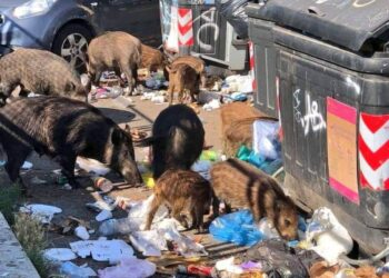 Cinghiali a Roma, per il Comune non è colpa dei rifiuti ma delle ghiande