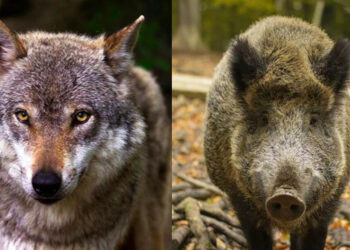 Coldiretti Grosseto: “Cinghiali e lupi non sono più un problema soltanto per l’agricoltura”
