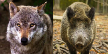 Coldiretti Grosseto: “Cinghiali e lupi non sono più un problema soltanto per l’agricoltura”