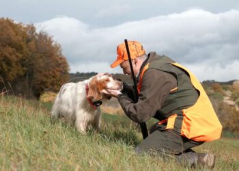 Benelli Caddy. A caccia con i setter inglesi..