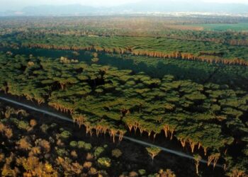 FIDC-UCT: dal Parco di San Rossore segnali di apertura al confronto coi cacciatori