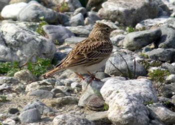 L’Umbria rischia seriamente il divieto di caccia all’allodola