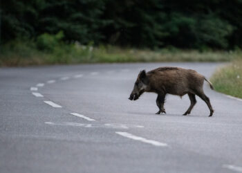 Investito da un cinghiale mentre va in scooter, Regione Veneto risarcisce i danni