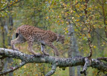 Progetto Lince Italia, i cacciatori battezzano il primo esemplare