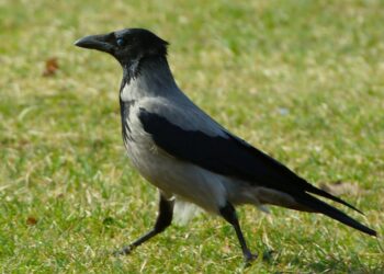 Piacenza, approvati i piani di controllo anche per piccioni e corvidi