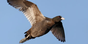 Telemetria satellitare 2022-2023, ACMA: “Ottime notizie dalle folaghe”