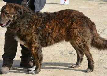Il Cane di Mannara/Mastino Siciliano entra a far parte del Registro Supplementare Riconosciuti