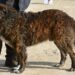 Il Cane di Mannara/Mastino Siciliano entra a far parte del Registro Supplementare Riconosciuti
