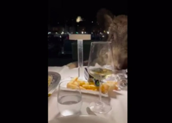 A Santa Margherita Ligure i cinghiali arrivano anche a tavola, Coldiretti: “Situazione surreale”