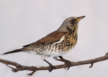Passo migratorio. Ancora un inverno sotto tono: sasselli assenti, le cesene snobbano la pianura