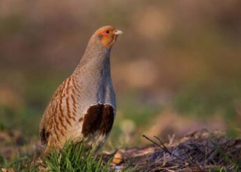 Il regno per eccellenza della caccia con il cane: in Macedonia con Montefeltro