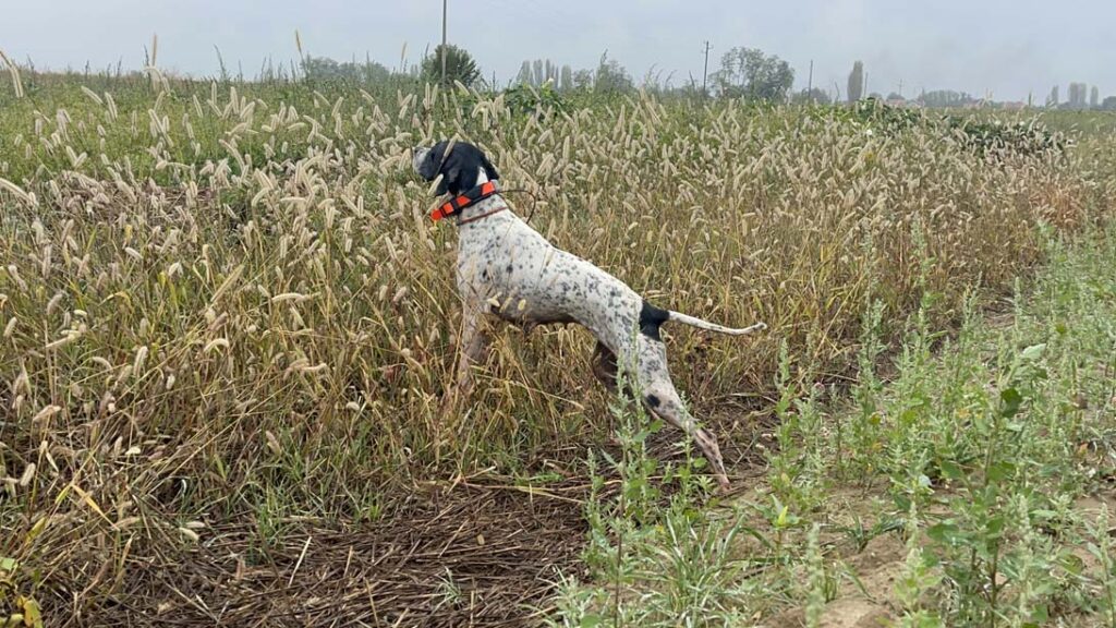 collari per cani