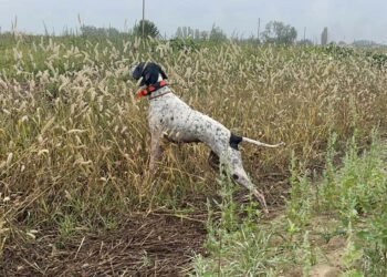 Il regno per eccellenza della caccia con il cane: in Macedonia con Montefeltro