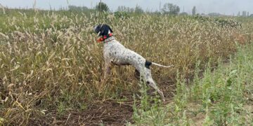 Il regno per eccellenza della caccia con il cane: in Macedonia con Montefeltro