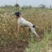 Il regno per eccellenza della caccia con il cane: in Macedonia con Montefeltro
