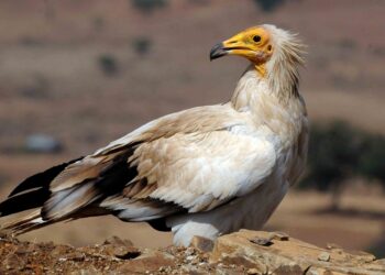 La lotta all’uso illegale del veleno: la presentazione dei risultati del progetto “Life Egyptian Vulture”