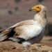 La lotta all’uso illegale del veleno: la presentazione dei risultati del progetto “Life Egyptian Vulture”