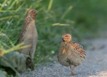 Palombarette (Macerata), prima gara cinofila amatoriale su quaglie