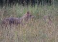 Lo sciacallo dorato avvistato per la prima volta in Appennino Parmense