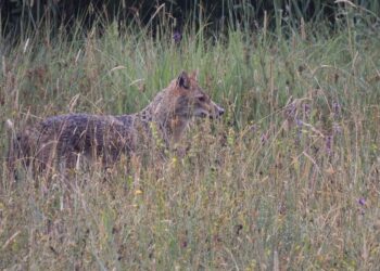 Lo sciacallo dorato avvistato per la prima volta in Appennino Parmense