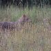 Lo sciacallo dorato avvistato per la prima volta in Appennino Parmense