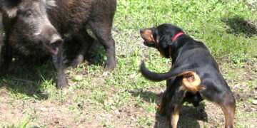 Coppa Italia per cani da seguita su cinghiale: ad aprile a Giffoni Valle Piana (SA)