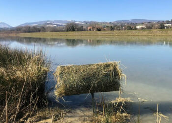 Allocati nidi artificiali per i germani reali in provincia di Macerata