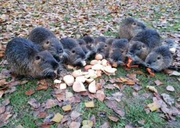 Sterilizzazione delle nutrie: il modello di Garlate funziona davvero?