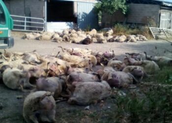 In Toscana 2500 predazioni di lupi in 5 anni a danno degli allevatori, più di una al giorno